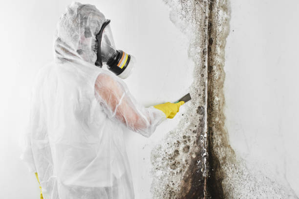Best Crawl Space Mold Remediation in Amesti, CA