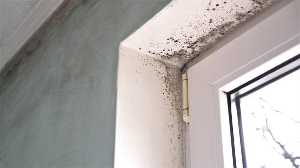 Best Commercial Mold Remediation in Amesti, CA