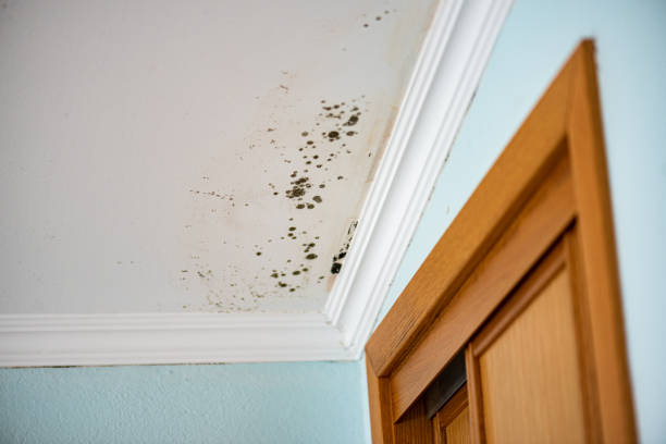 Best Post-Flood Mold Remediation in Amesti, CA