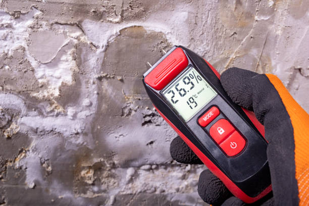 Best Black Mold Remediation in Amesti, CA