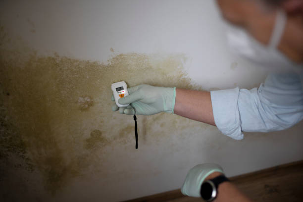 Best Mold Remediation for Schools in Amesti, CA
